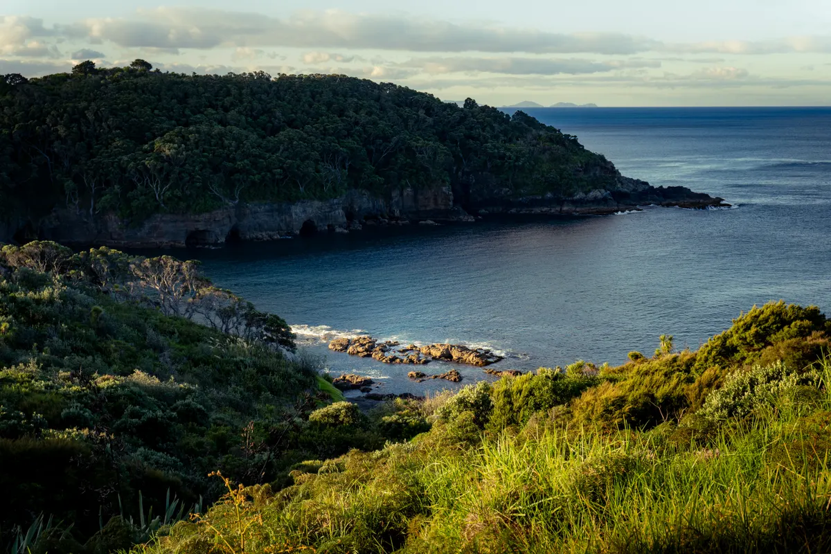 Evening light over the forested headland and calm cove at Goat Island Marine Reserve, Leigh