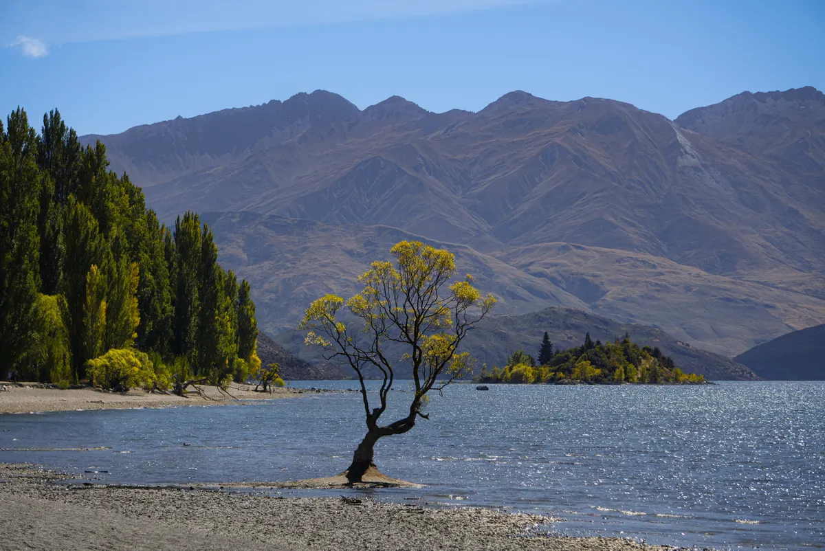 The lone Wānaka willow tree standing in the still water of Lake Wānaka