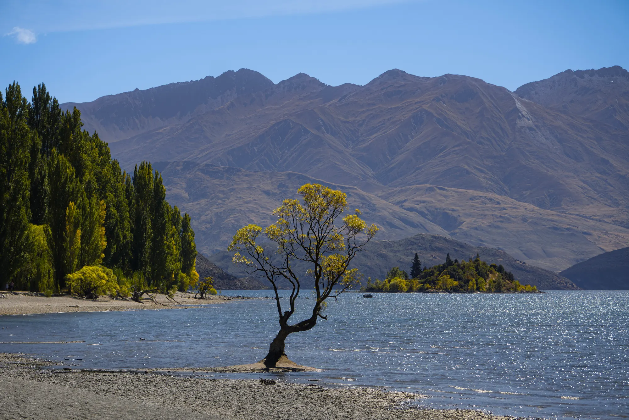 The lone Wānaka willow tree standing in the still water of Lake Wānaka