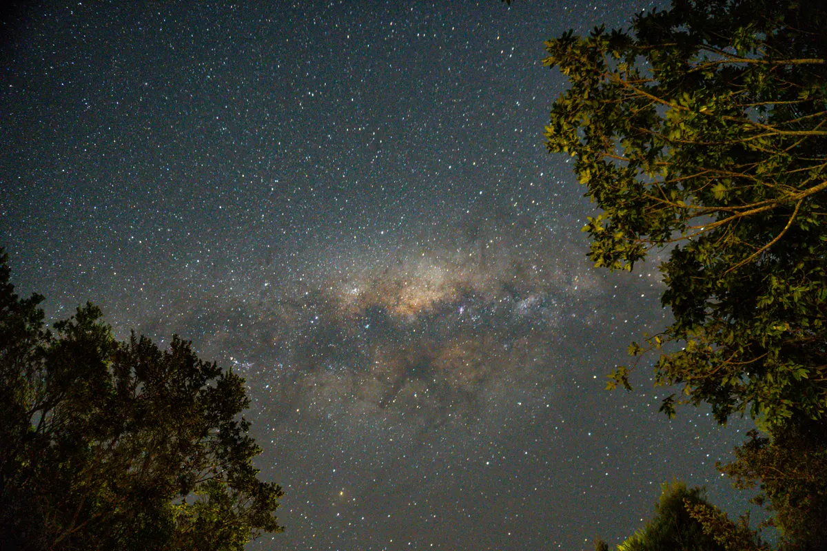 A wide-angle astrophotography shot looking straight up at a dark night sky dense with thousands of stars. The bright, dense, golden-brown core of the Milky Way galaxy stretches horizontally across the center of the frame. The left and right sides of the image are framed by the dark green leaves and branches of tall trees, silhouetted against the starry sky.